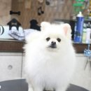 바오펫살롱 네이버블로그