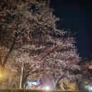 밤 벚꽃놀이🌸..인천대공원 이미지