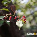 서귀포자연휴양림1 이미지