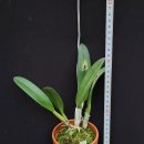 Brassavola glauca ( Rhyncholaelia glauca ) 이미지