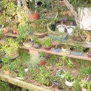 해피플라워 이미지