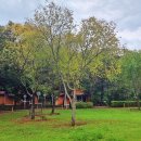 옥화자연휴양림 이미지