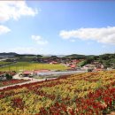 섬 맨드라미 축제 이미지