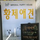 황제애견 이미지