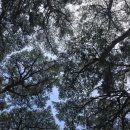 ‘꼭대기의 수줍음’. Crown Shyness 이미지