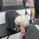 대림애견 티스토리