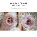 강남동물병원 | 강아지 귓병 외이염 치료 이도 내시경과 플러싱이 중요한 이유 강남동물병원 피부과