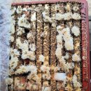 (주)포레스트바이오 이미지