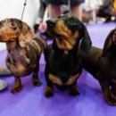 show dog 이미지