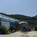 왕피천블루베리농원;까페 | 비봉농원 카페정보라 블루베리 체험농장 (내돈내산, 경기도 블루베리 체험, 아기랑)