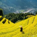 손차이 - 고양시 일산동구 | 손차이