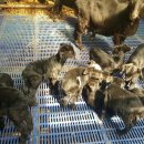 솔미민박 이미지