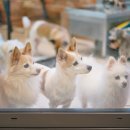 일마레 동물 메디컬 센터 이미지