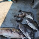 영등라인1 이미지