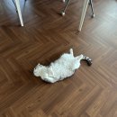 행복보일러