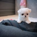 나눔펫 책임분양소 강아지분양 일산점 이미지