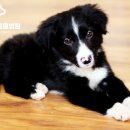 정수동물병원 이미지