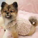 댕구르르 유치원 | 달곰,몽자의 댕구르르유치원 등원 일기[1편] /병점 진안동 강아지유치원 ‘댕구르르’ 등록, 등원했어요...