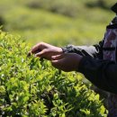 성읍(단일로) 이미지