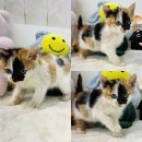 송삼1길-1 이미지