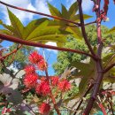 꽃피는날 이미지