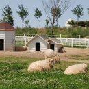 파란목장 이미지