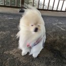 회초랑 | 불지옥 오사카 #1