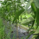 삼복농장 이미지