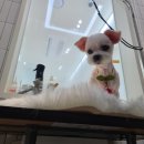 정샘 동물병원 이미지