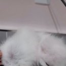 또왕또왕 Dog Salon 네이버블로그