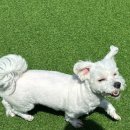 해피 애견 놀이방 이미지