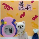 신정애견미용 이미지