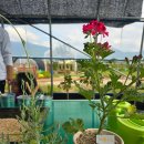 분토농장 | 대구 주말 아이와 허브농장 체험 모래놀이 숨쉴꽃