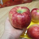 선홍농장 이미지