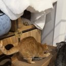 더클로우 | [고양이 스크레처] 더동글 클로우케어 먀오 스크레처 대형 내돈내산 후기