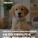 세계로종합동물병원 | 심잡음, 수술 없이 치료하는 PDA(동맥관 개존증) 인터벤션 시술, 노원강북동물병원, N동물의료센터 노원점