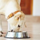 멋내는 강아지 이미지