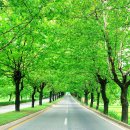 백제로 가로수 식재사업 | [충청북도 청주시 흥덕구] 롯데마트 청주점