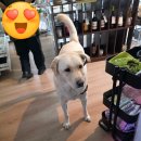 휘게마을 | 파주헤이리마을 마이리틀휘게 편집샵 내돈내산 이용후기