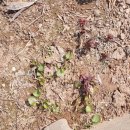 덕이 농장 이미지