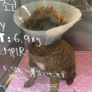 신동동물병원 이미지