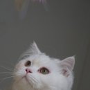 우다닥 고양이호텔 이미지