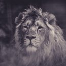 디지털사자 이미지