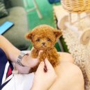멍멍이와 야옹이 분양 미용 | 크림 토이푸들 분양 소중한 인연 입양