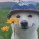 러브 스핑크스 | 더이상 미룰 수 없다 나의 블로그 너의 댓글