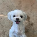 상상도그 | [ 다미 미용 리뷰 ] 디오네도그케어살롱, 디오네애견미용 / 내돈내산 강남,서초애견미용