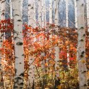 자작나무 이미지