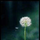 민들레여행 이미지