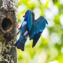 파랑새2 이미지