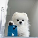 솔피노 | W5. 빈티지 감성 아이폰 스냅 - 솔피노스냅 계약 후기 📸(소리 작가)